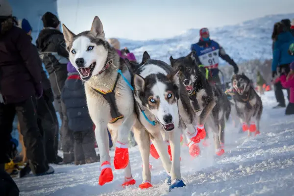Hunder i løp fra Finnmarksløpet