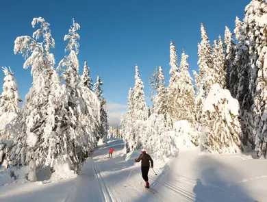 Noen som går på ski i vinterlandskap