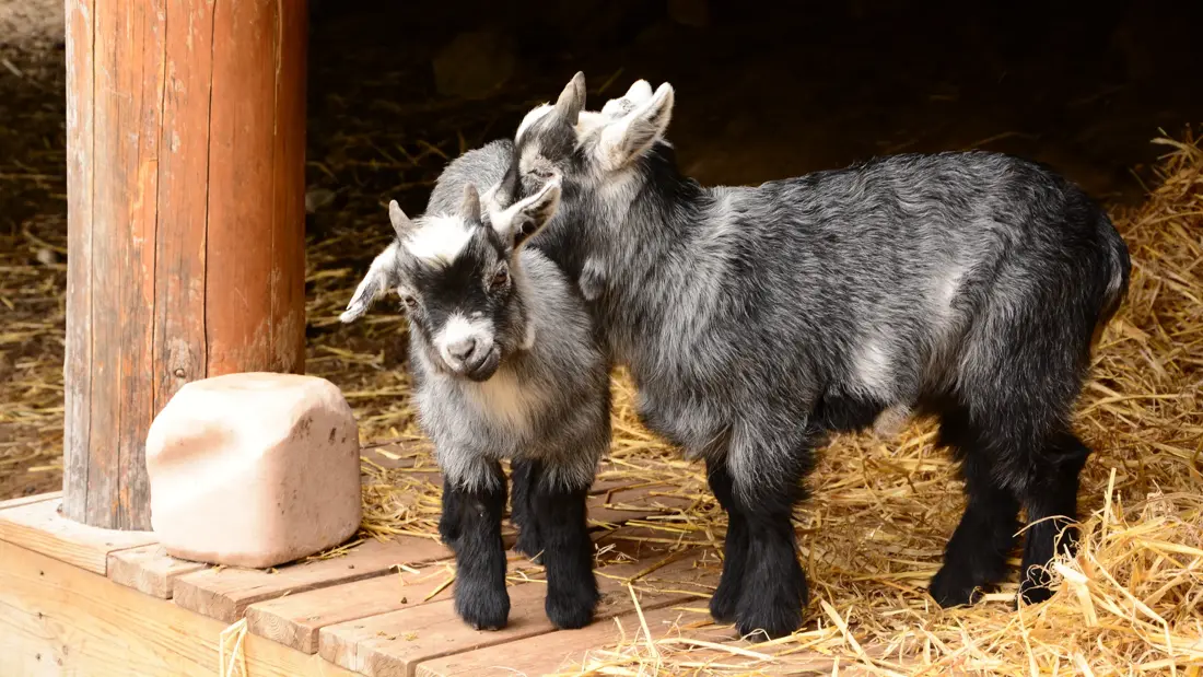 Thon_Hotel_Bjorneparken_Bjorneparken