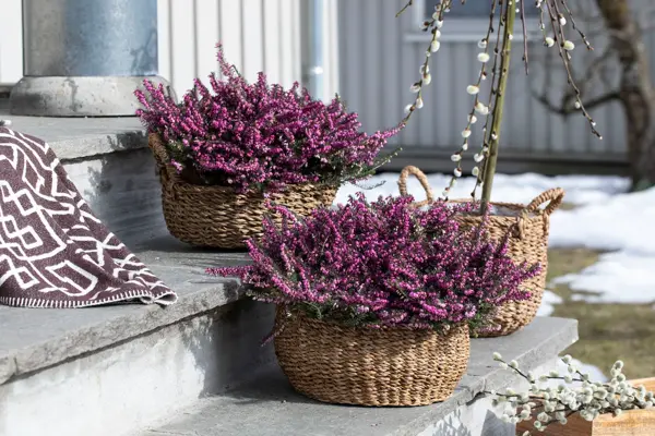 Uteblomster fra Mester grønn