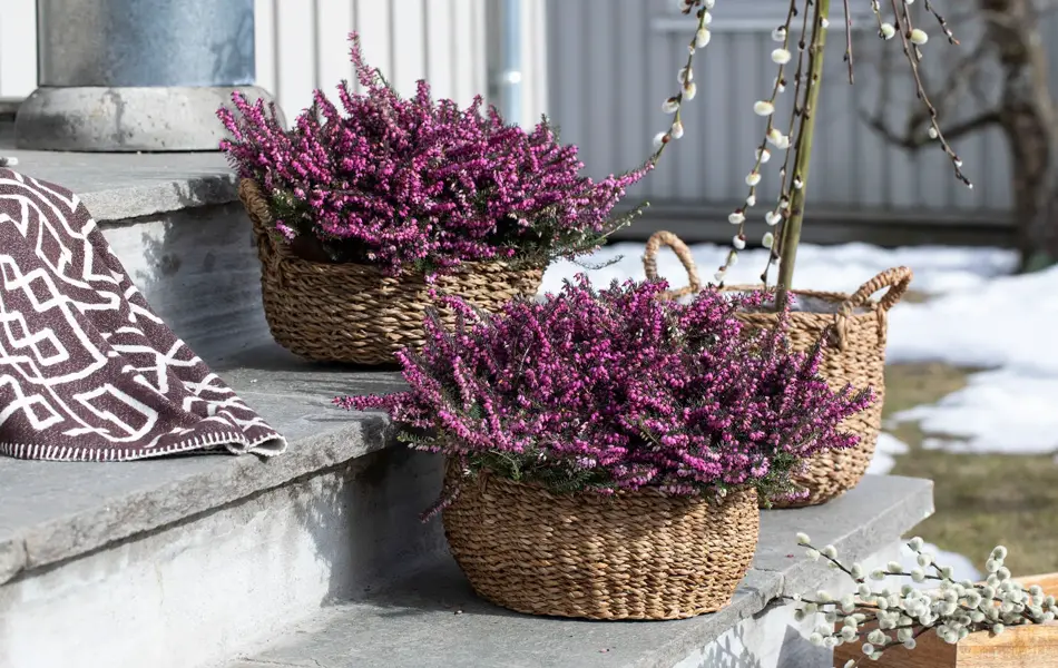 Uteblomster fra Mester grønn