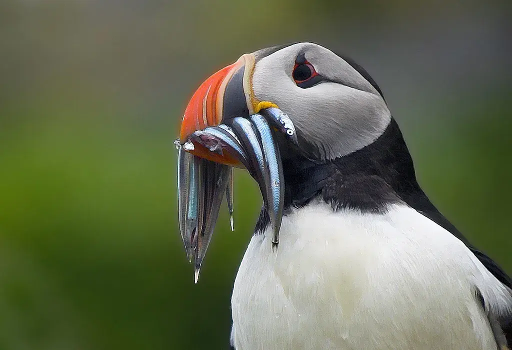 Lundefugl med bytte i nebbet.