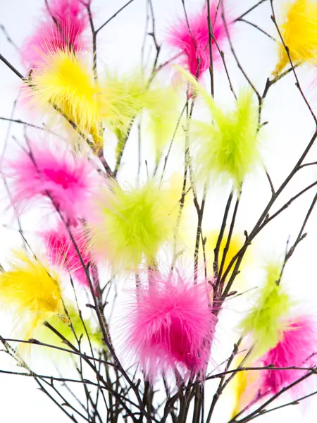 Easter Twigs with Coloured Feathers with white background