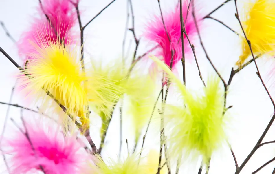 Easter Twigs with Coloured Feathers with white background