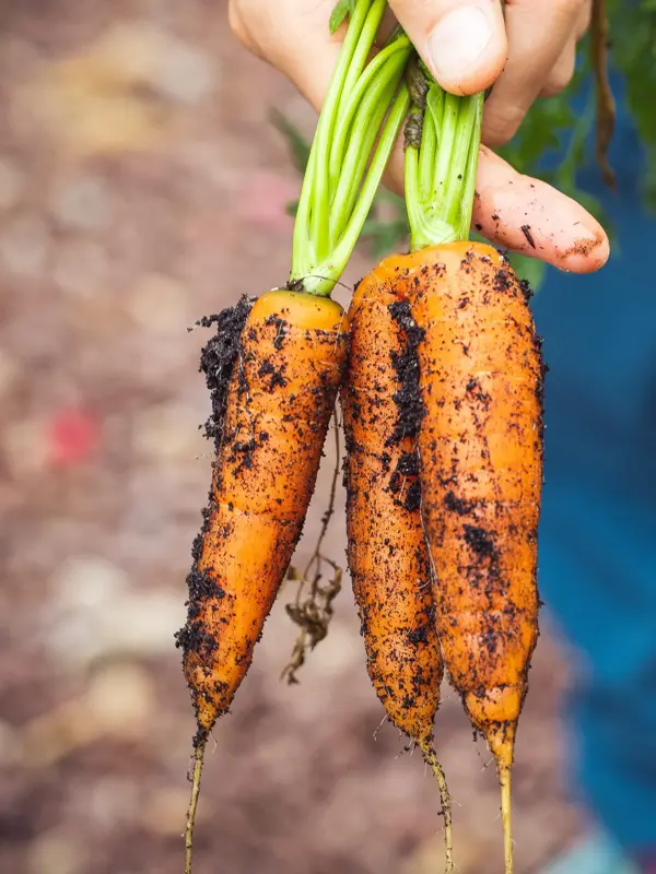 nærbilde av en som holder tre gulrøtter etter stilken