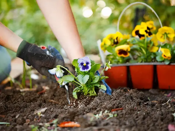 Nærbilde av planting av gule og blå hageblomster. Foto til artikkel om dekorasjoner til 17.mai.