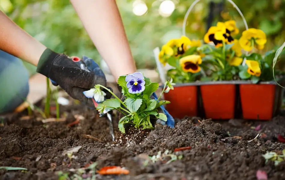 Nærbilde av planting av gule og blå hageblomster. Foto til artikkel om dekorasjoner til 17.mai.