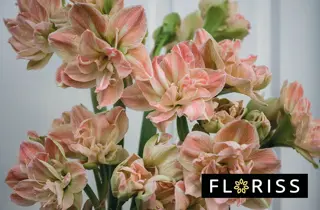 floriss-fylt-amaryllis-snittblomster-uke49-3.2