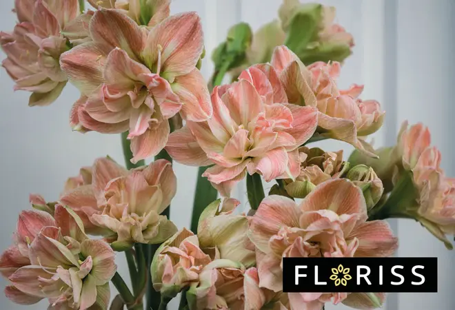 floriss-fylt-amaryllis-snittblomster-uke49-3.2