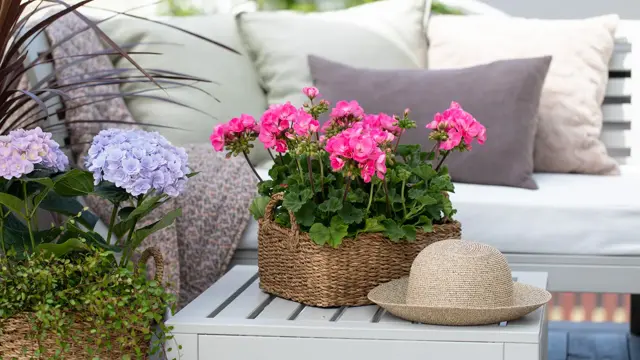 Samle plantene i skyggen