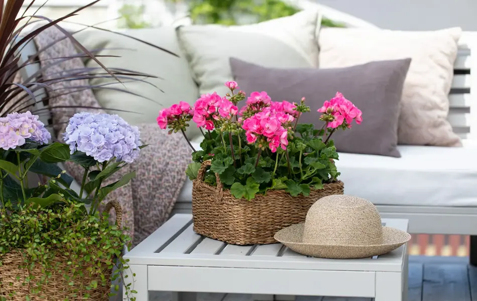 Samle plantene i skyggen