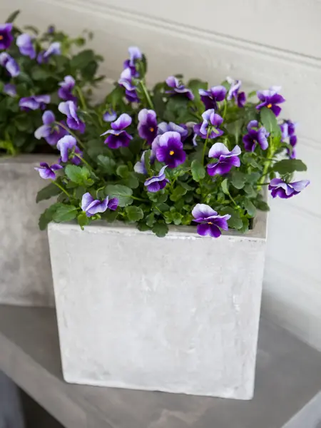 Stemorsblomst i krukke