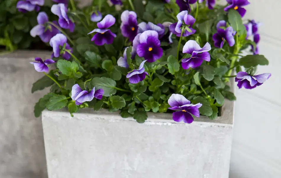 Stemorsblomst i krukke