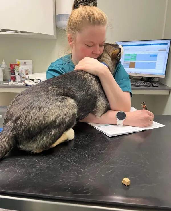 veterinærbehandling.jpg