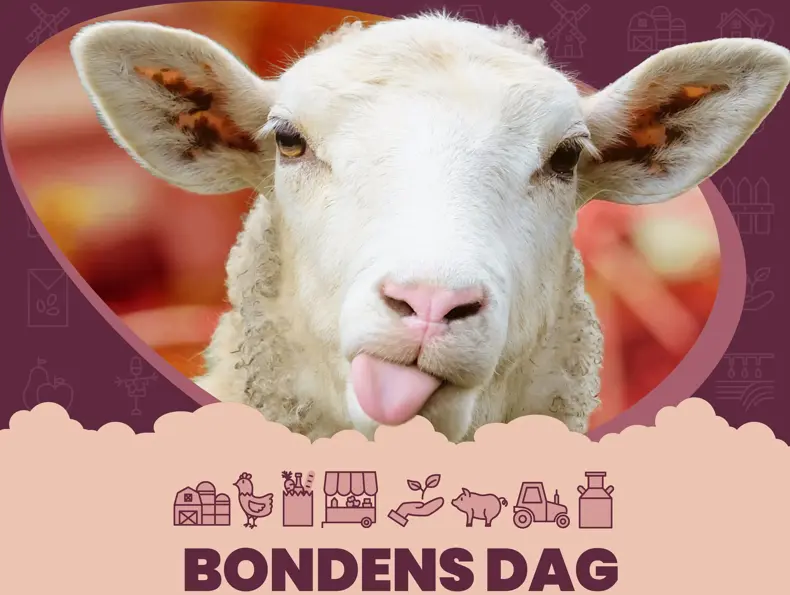 Eksempelbilde av tilbudet.