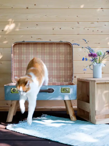 Gammel koffert med påmonterte bein som har blitt en katteseng. Kopp med tørkede blomster oppå en trekasse. Katt som hopper ut av kattsengen. Interiørtrend vår 2022.