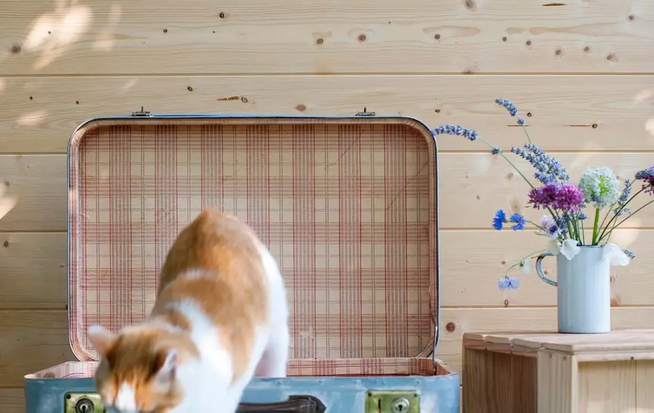 Gammel koffert med påmonterte bein som har blitt en katteseng. Kopp med tørkede blomster oppå en trekasse. Katt som hopper ut av kattsengen. Interiørtrend vår 2022.