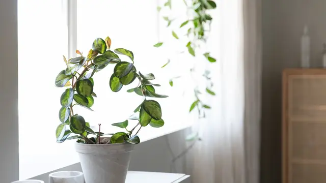 Mester Grønn 6_Hoya bøyle.jpg