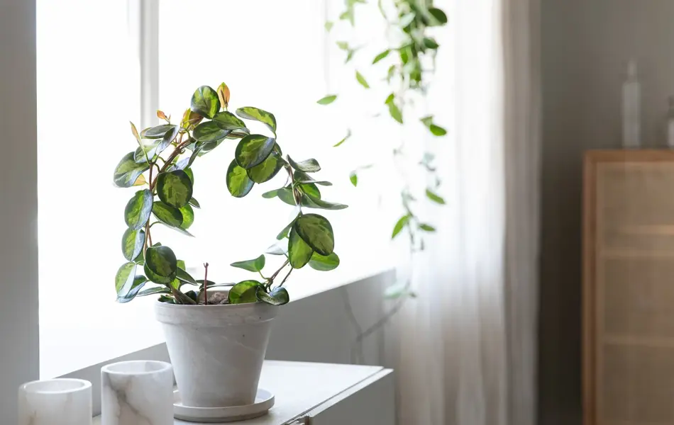 Mester Grønn 6_Hoya bøyle.jpg