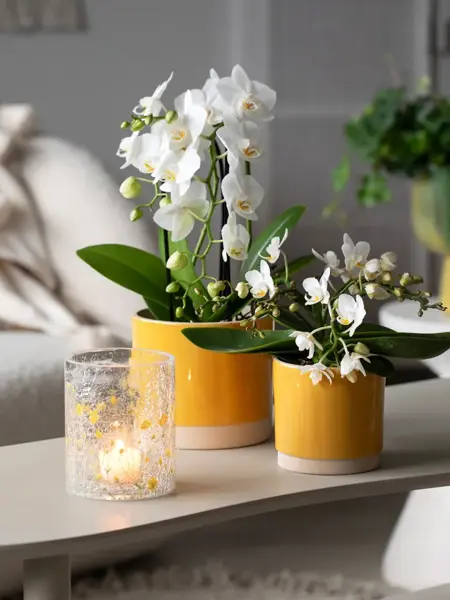 4_Orkide i Linnea potte og Sparkling telysholder