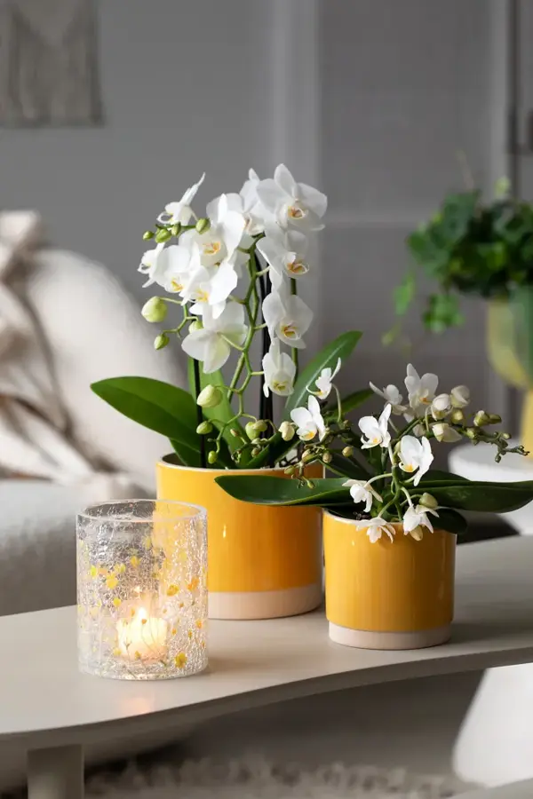 4_Orkide i Linnea potte og Sparkling telysholder