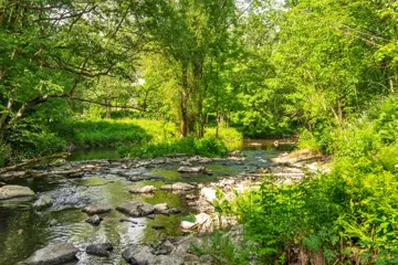 Bilde av en elv som renner gjennom en skog