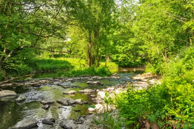 Bilde av en elv som renner gjennom en skog