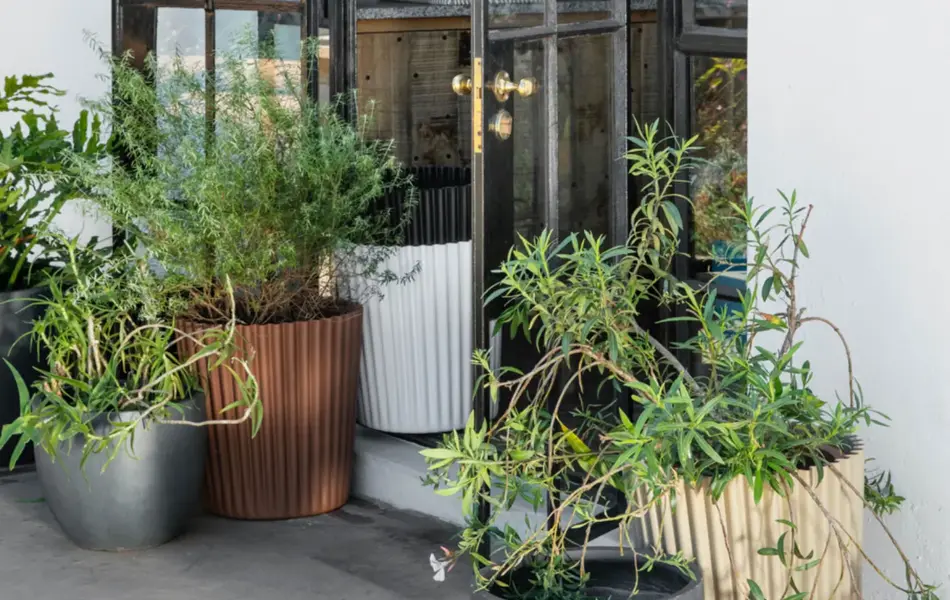 Fire store grønne planter i grå og brune potter ved en åpen glassdør