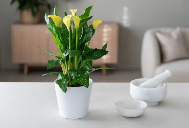 mester-gronn-kala-uke11-4.3