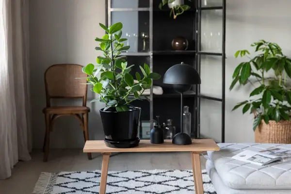 Grønne planter fra Mester Grønn