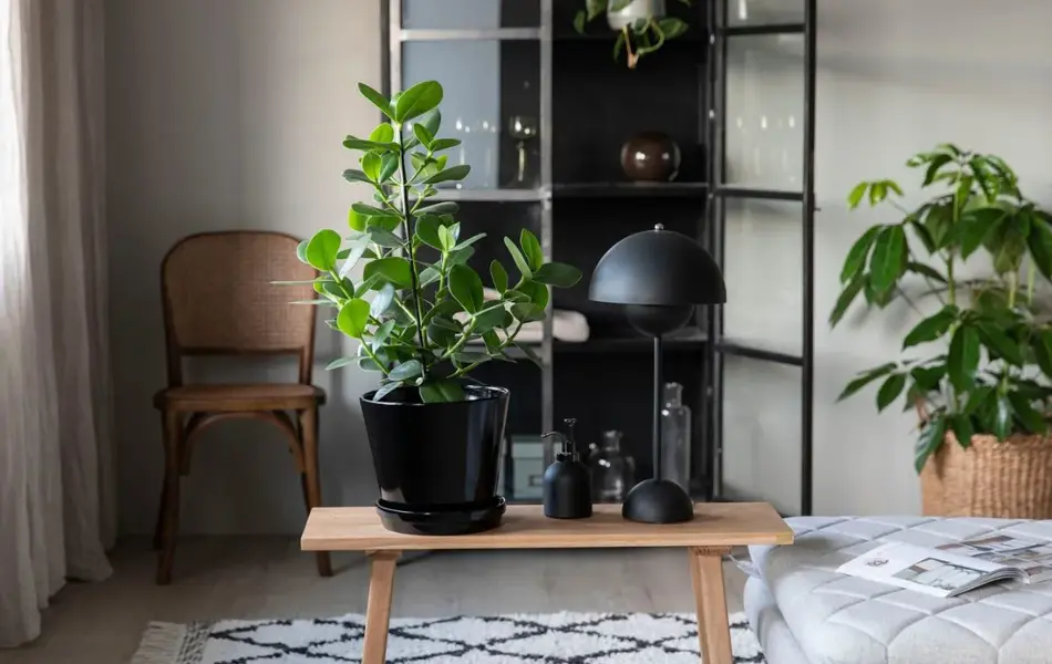 Grønne planter fra Mester Grønn