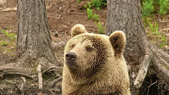 Bjørn bader i Bjørneparken på Thon Hotel Bjørneparken