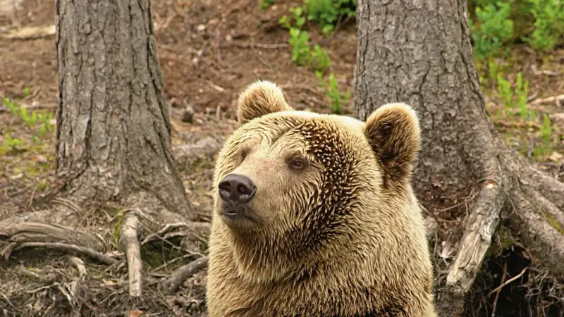 Bjørn bader i Bjørneparken på Thon Hotel Bjørneparken