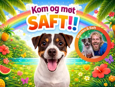 Bilde av hunden Saft med tekst "Kom og møt Saft"