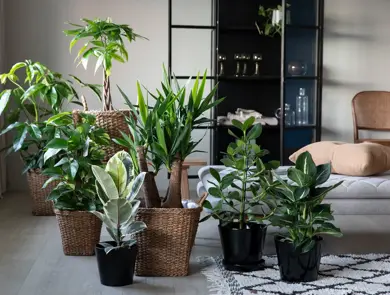 Grønne planter
