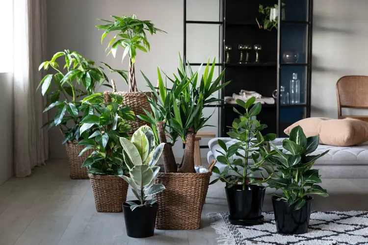 Start året med friske grønne planter som pynter opp i huset og er bra for trivselen. 