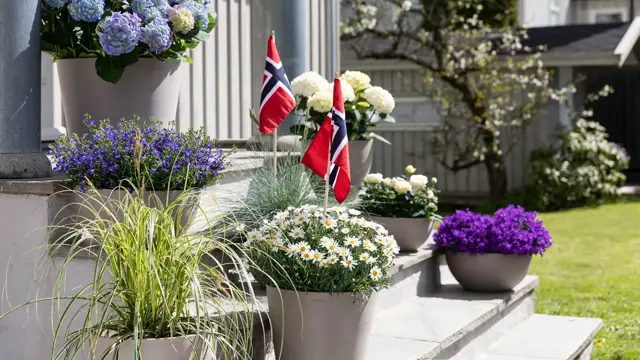 Blomster til 17. mai fest fra Mester Grønn