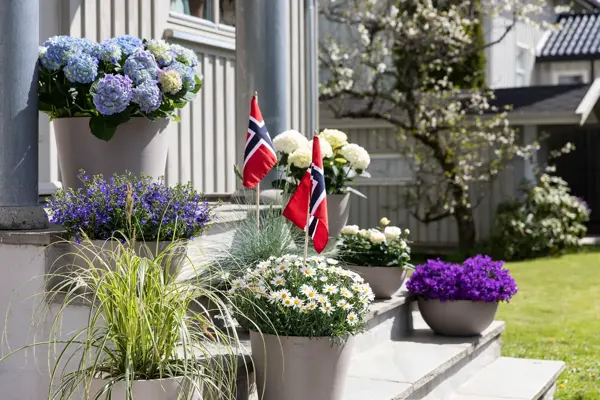 Blomster til 17. mai fest fra Mester Grønn