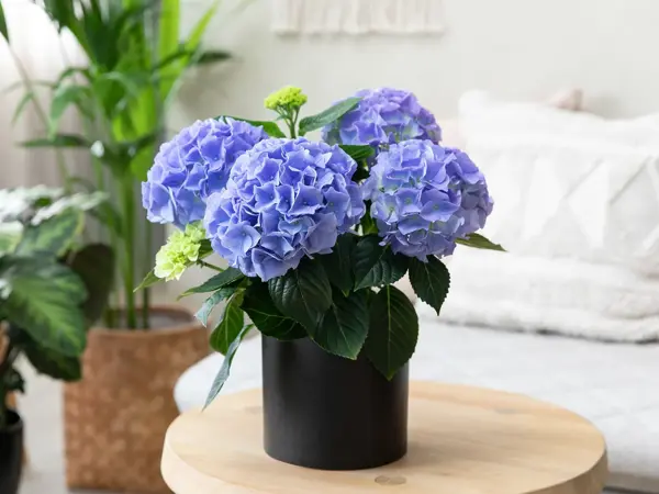 Potte med blå Hortensia på et lite bord