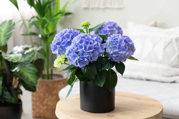 Potte med blå Hortensia på et lite bord