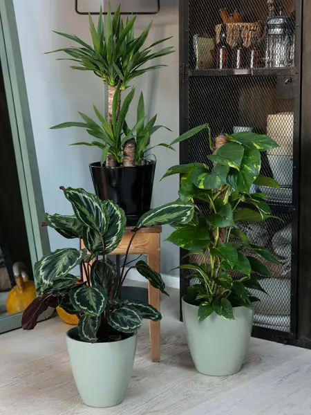 grønnplanter i fine potter på stue