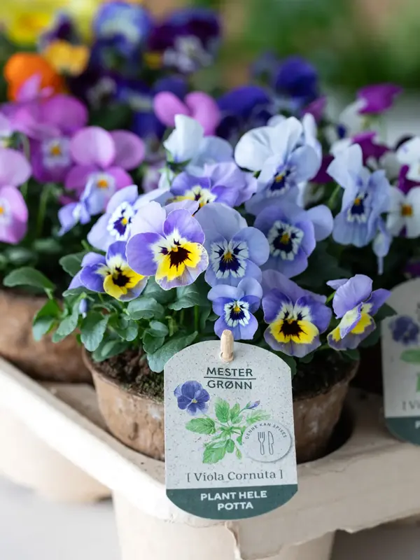 Blomster
