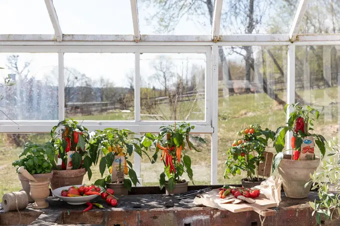 Drivhus med chili-planter