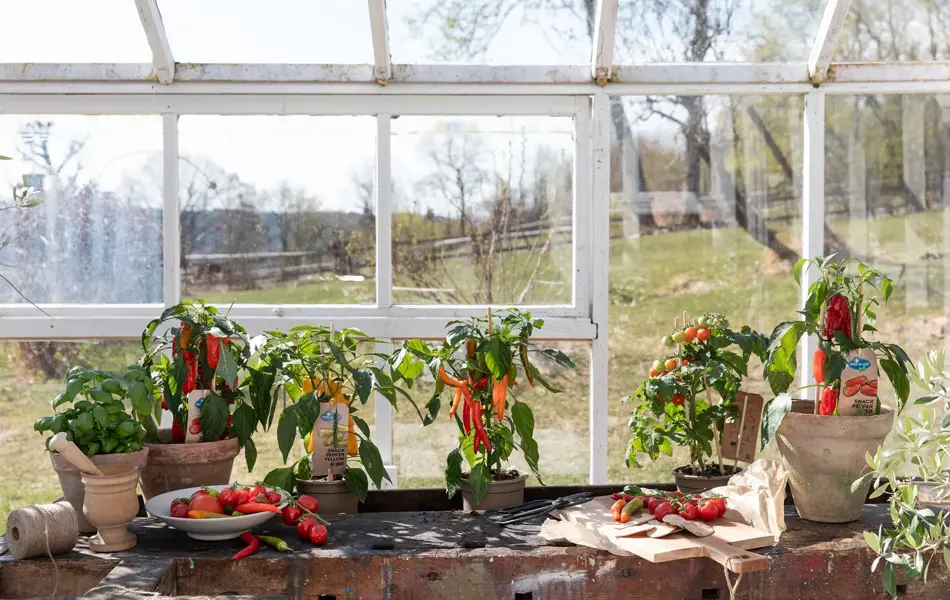 Drivhus med chili-planter