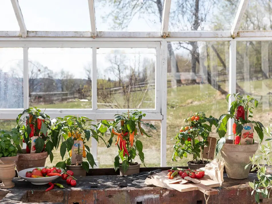 Drivhus med chili-planter