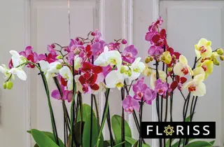 floriss-flergrenet-orkide-uke52-3.2