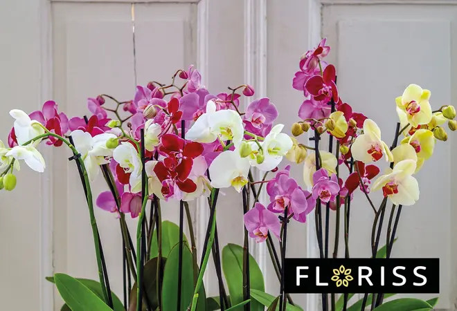 floriss-flergrenet-orkide-uke52-3.2