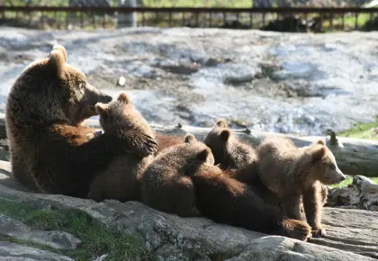 Bjørnefamilie i Bjørneparken på Thon Hotel Bjørneparken