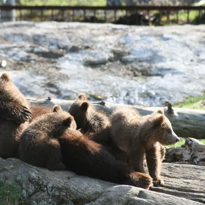 Bjørnefamilie i Bjørneparken på Thon Hotel Bjørneparken