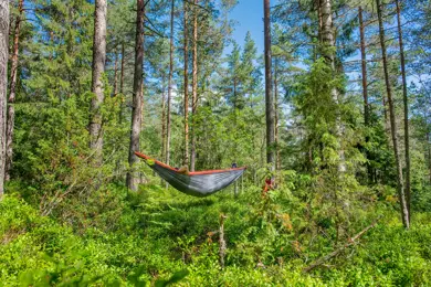 Bilde av en mann som ligger in en hengekøye i skogen